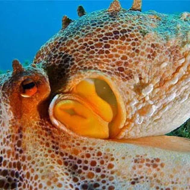 Le 10 Cose Che Forse Non Sai Del Nostro Amico Polpo