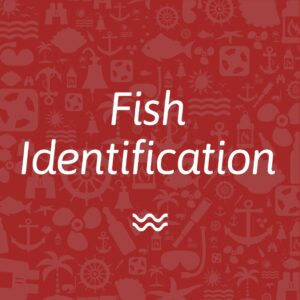Fish Identification