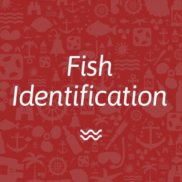 Fish Identification