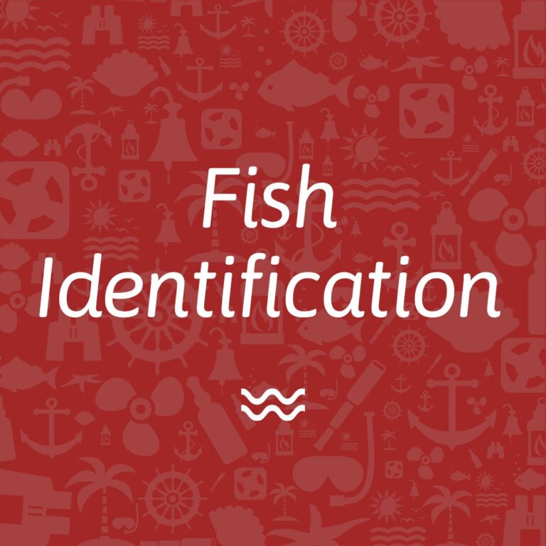 Fish Identification Learn to recognize fish