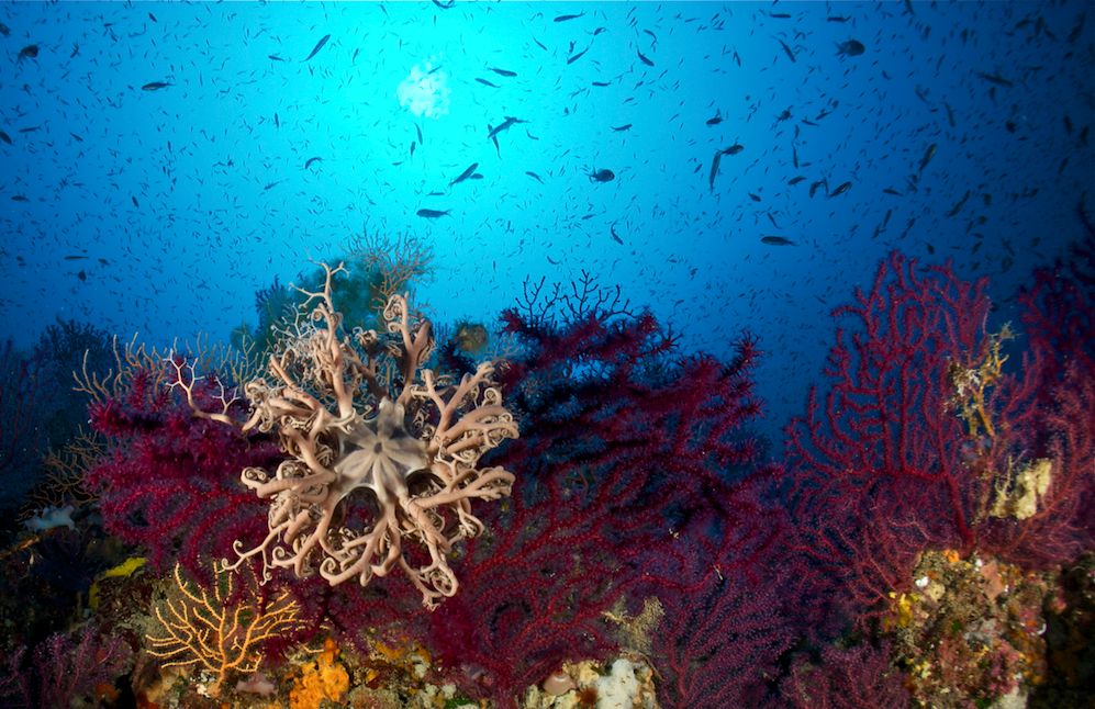 diving toscana
