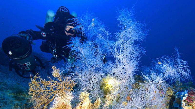 diving argentario
